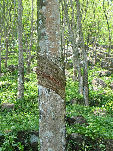 rubber tree photo