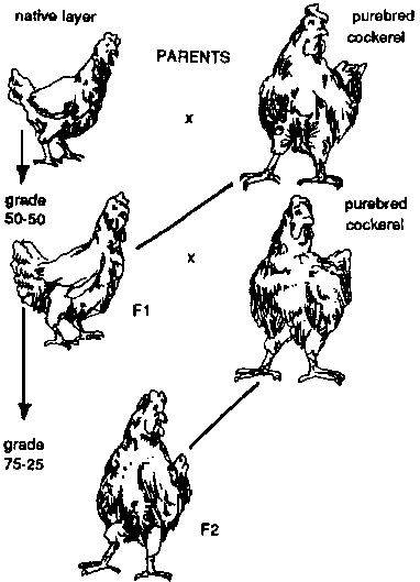 upgrading native chicken