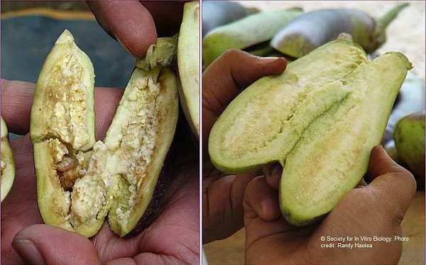 Eggplant on the right infested with pest compelling farmers to spray up to 80X per season, Bt eggplant (left) is clean