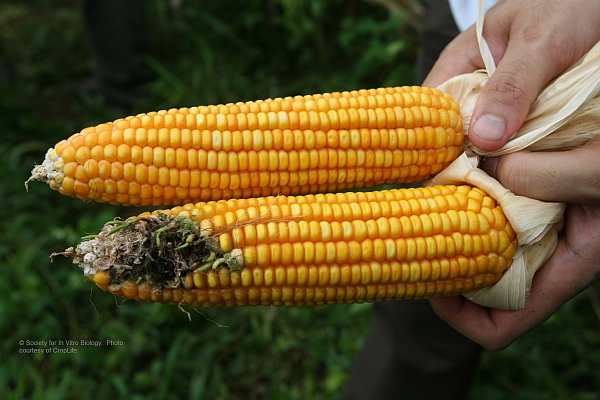 Clean GM Bt corn-- The clean one on top is GM Bt corn, the borer-infested below is conventional corn.