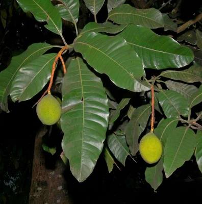 huani mango