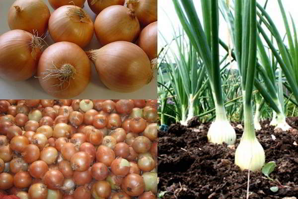 yellow onion production