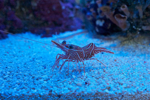 shrimps photo