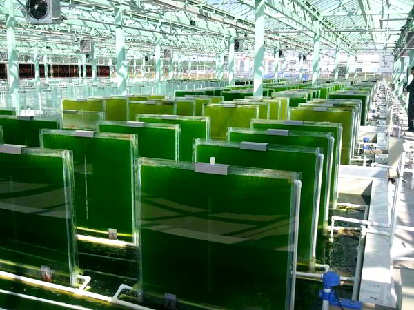 Big plans underway for a Philippine microalgae industry 1