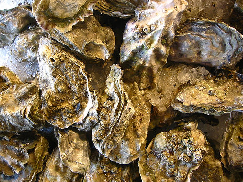 oyster photo