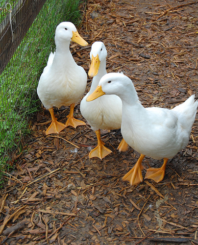 ducks photo
