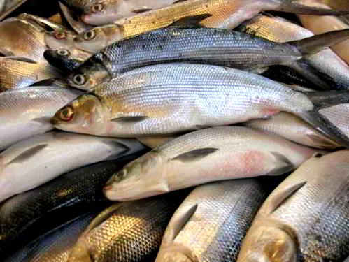 Canning Procedures for Milkfish 1