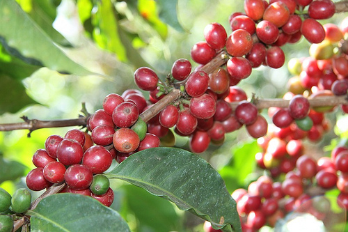 coffee berries photo