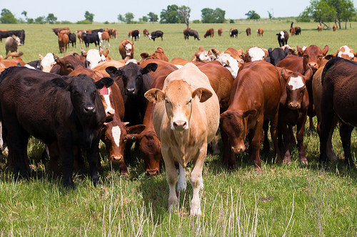 cattle farm photo