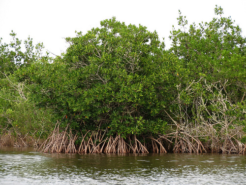 mangrove planting photo