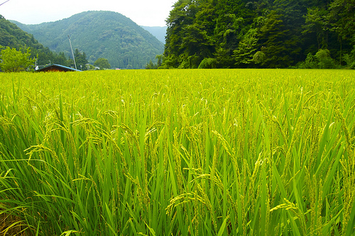 rice farming photo