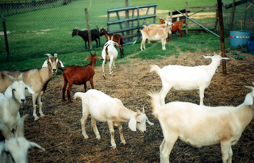 goat farm photo