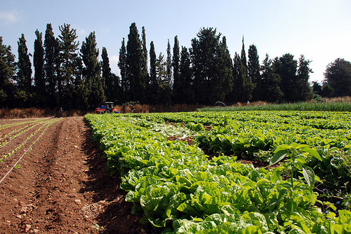 agriculture photo