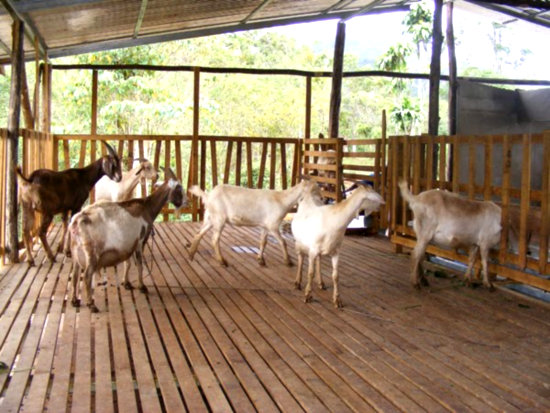 Low-cost Goat Housing 1