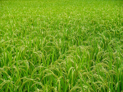 rice field photo