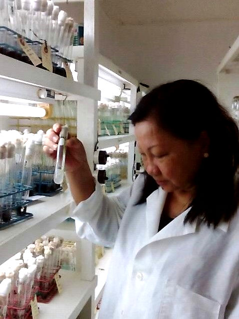 Philippines to revive garlic production as plant breeders use tissue culture to boost garlic production 1
