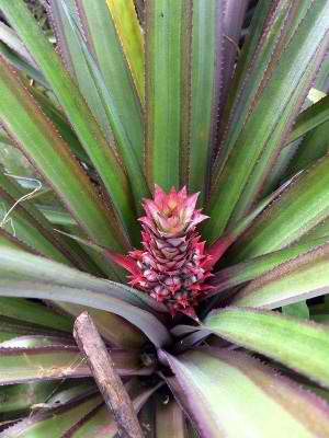 Research to improve fruit size, fiber quality of Red Spanish pineapple underway 1