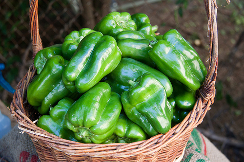 green bell pepper photo
