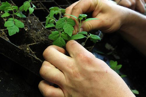 Grafting effective in producing off-season tomato 1