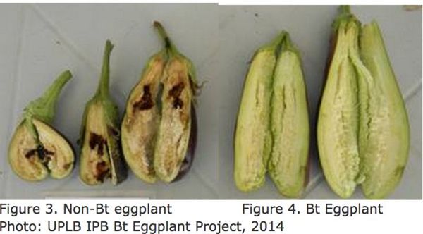 Ph stands to be a global forerunner of healthful, pesticide-free eggplant production, being world’s Top 10 eggplant producer 1