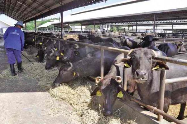 Technical aid in agriculture to be extended by Southeast Asian think tank to DA, to expand programs on carabao dairy, Good Agri Practice 1