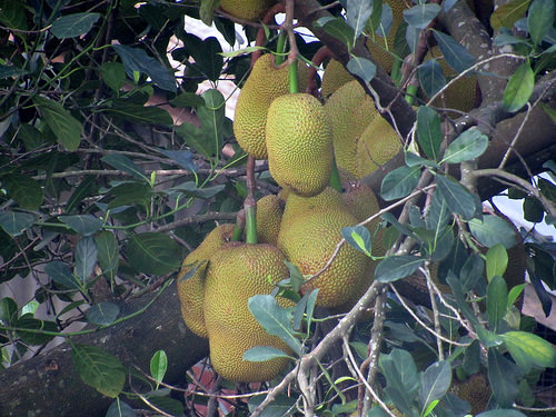 jackfruit photo