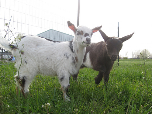 goats photo