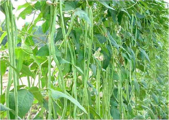 Developing High-Yielding Pole Sitao Cultivars for Organic Production 1