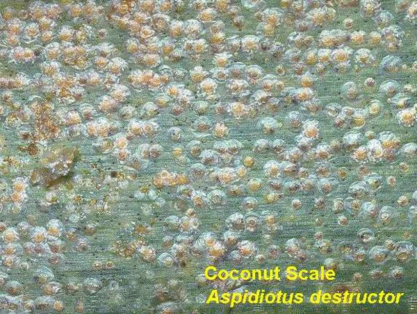That voracious pest called coconut scale insect 1