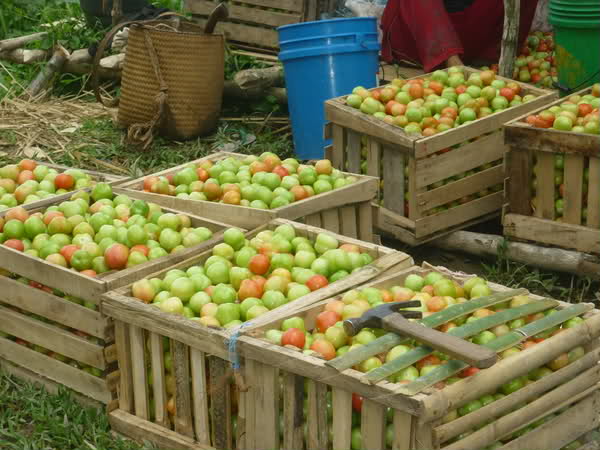 fresh tomatoes for sale