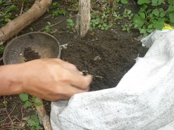 Vermi compost