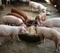 Swine Raising Guide 6