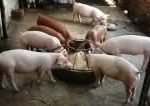 Swine Raising Guide 1
