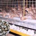 Project on Quail Raising Shows Promising Results 2