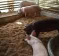 Probiotic-based Swine Raising Guide 5