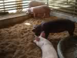 Probiotic based Swine Raising Guide
