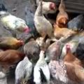 Darag Native Chicken Production Guide 3