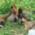 Enhancing the potentials of the Philippine Native Chicken through S&T 2