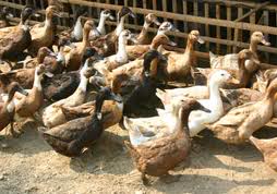 Raising Inland Ducks Varieties