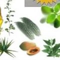 10 Philippine Herbal Medicines Approved By DOH 4