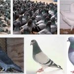How to Raise Pigeons for Money 5