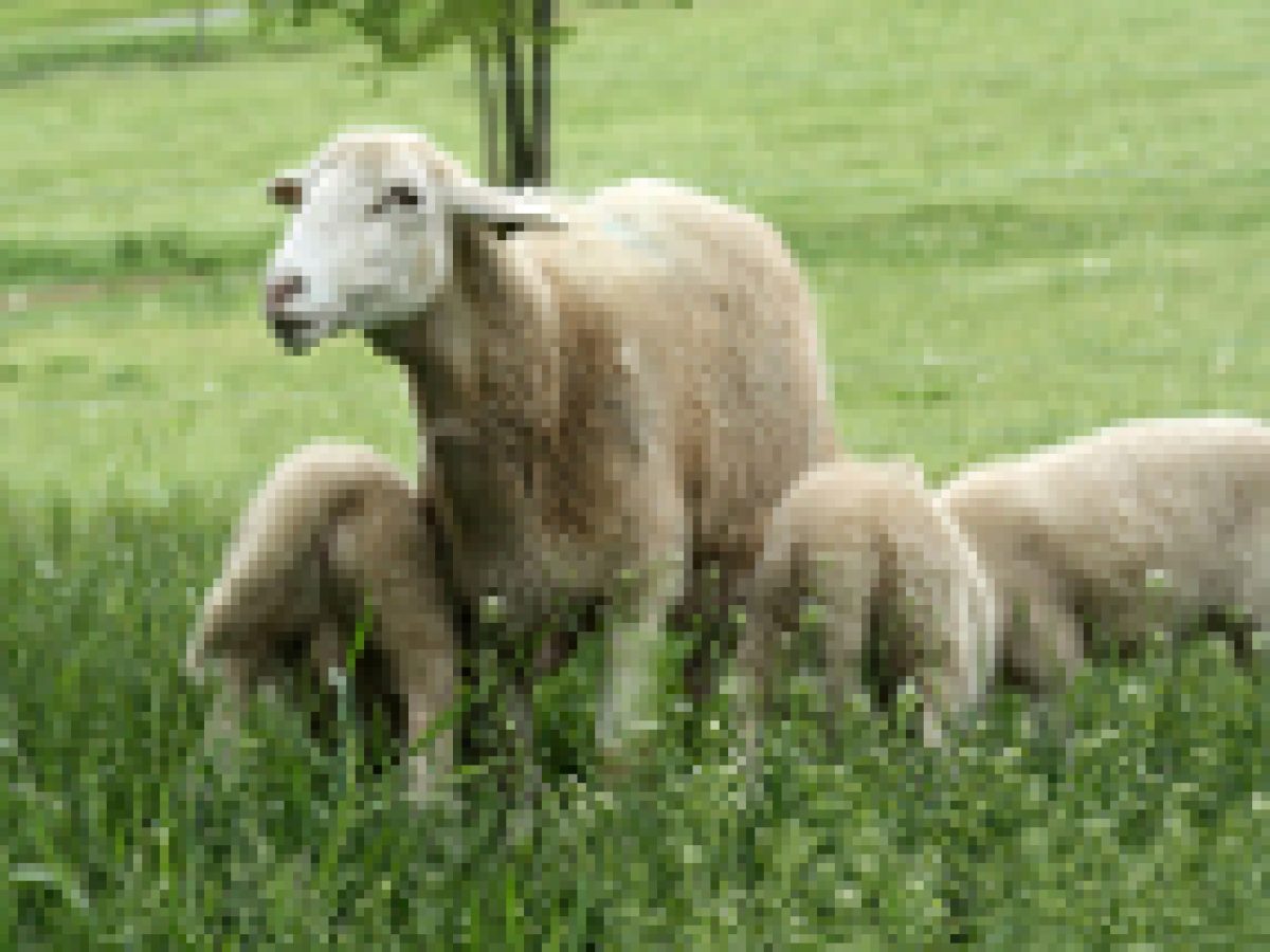 Raising Sheep In The Philippines