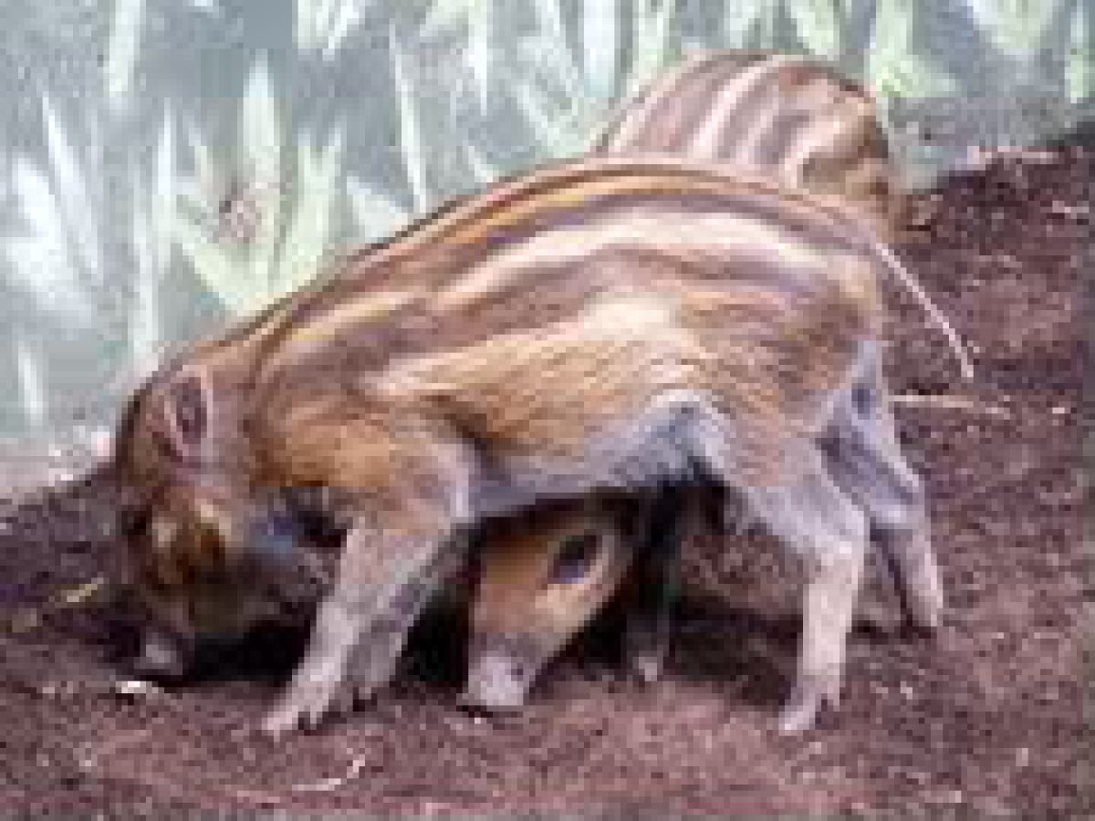 Baboy Ramo A Good Source Of Food And Bucks Wild Boar Raising Guide