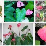 Anthurium Production Guide 1