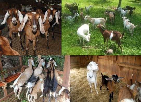 goat raising business