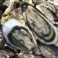 Oyster Farming and Production Business 3