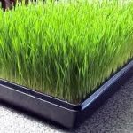 Wheatgrass Production Guide 1