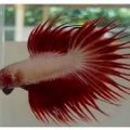 How to Breed and Culture Siamese Fighting Fish 2