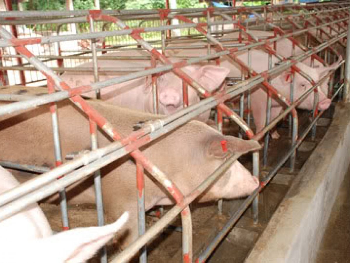 Swine Hog Raising Investment Guide
