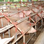 Swine/Hog Raising Investment Guide 4